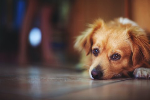 Indignante: vecinos denuncian que un degenerado violó a una perrita en el basural