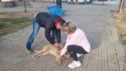 La campaña de vacunación antirrábica gratuita seguirá el 2 de junio en Plaza España
