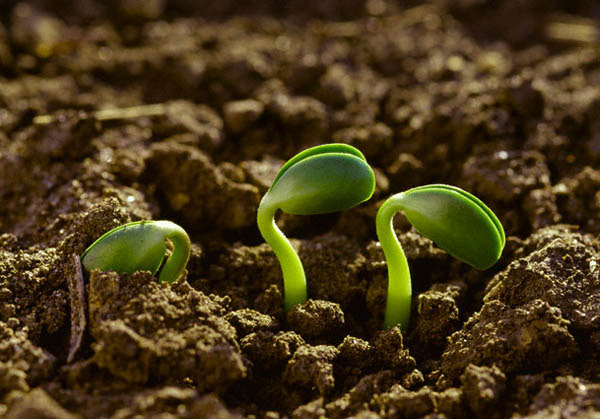 Comenzó la inscripción para el curso agro eco orgánico