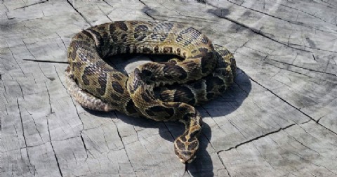 General Arenales: alerta por la aparición de una yarará en Ascensión