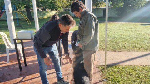 Vacunación antirrábica gratuita: habrá nueva jornada para perros y gatos en barrio Covendiar