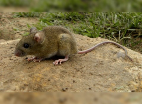 Alerta por posible foco de hantavirus: vecinos denuncian una plaga de roedores cerca del molino Mohar