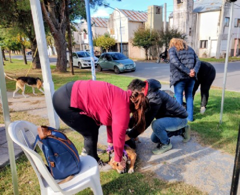 Continúa la campaña gratuita de vacunación antirrábica para perros y gatos