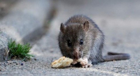 Prevención del hantavirus: lo que tenés que saber para cuidarte