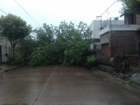 Un árbol caído por el temporal provocó temor en calle Lavalle