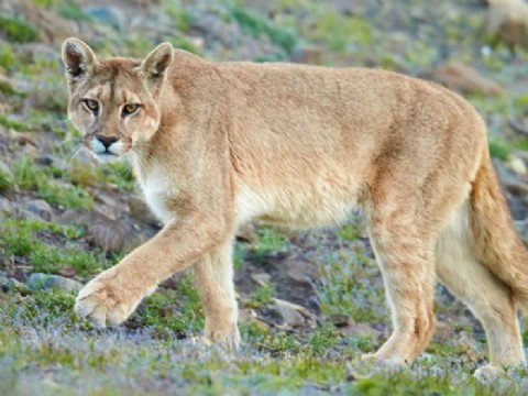 VIDEO | Avistamiento de pumas en la zona rural de la Estancia Santa Elena genera alerta entre vecinos