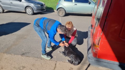 Continúa la campaña gratuita de vacunación antirrábica