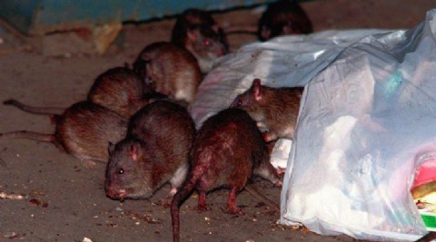 Preocupación en el centro por una inusual presencia de roedores