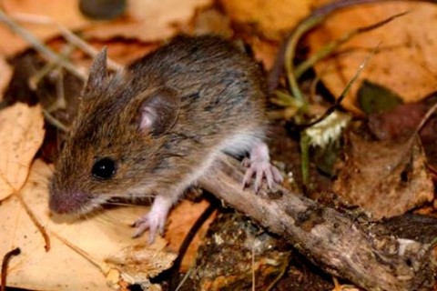 Sigue la invasión de ratones en la zona del molino Mohar y crece el reclamo por riesgo sanitario