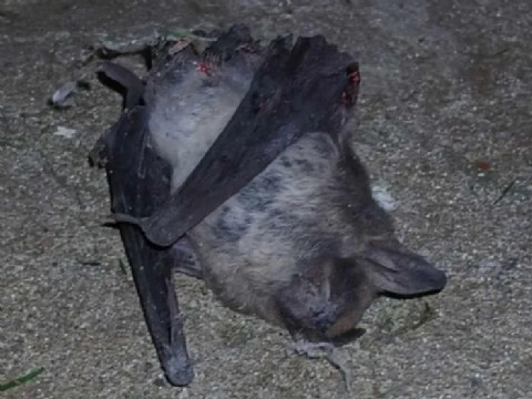 Barrio Covendiar 2, invadido: murciélagos, arañas y avispas desataron el pánico y exigen fumigación ya