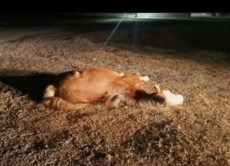 Hasta que un día sucedió: un camión impactó contra dos caballos que cruzaban la Ruta 188
