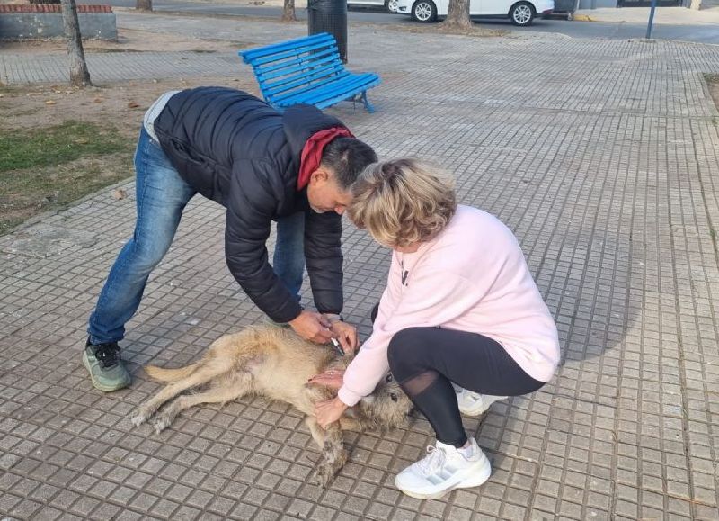 La campaña de vacunación antirrábica gratuita seguirá el 2 de junio en Plaza España