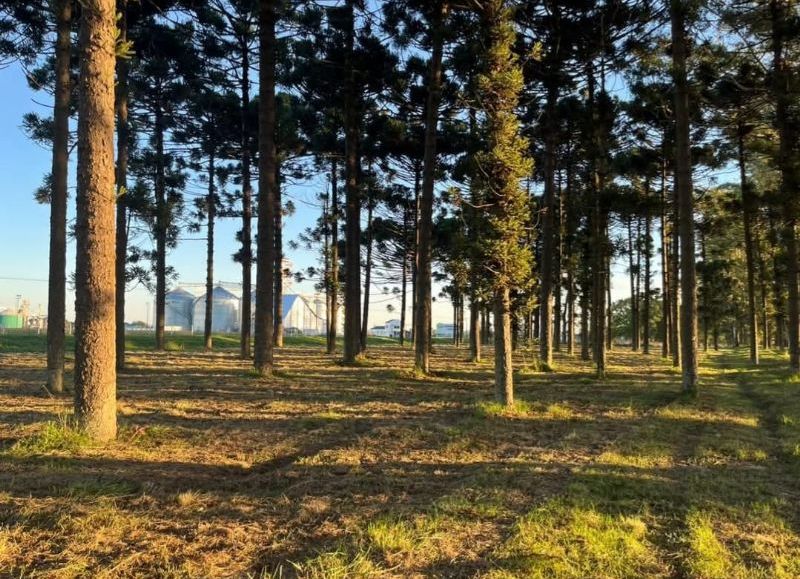 El municipio avanza con tareas de mantenimiento en el Monte de Araucarias y preservación de espacios naturales