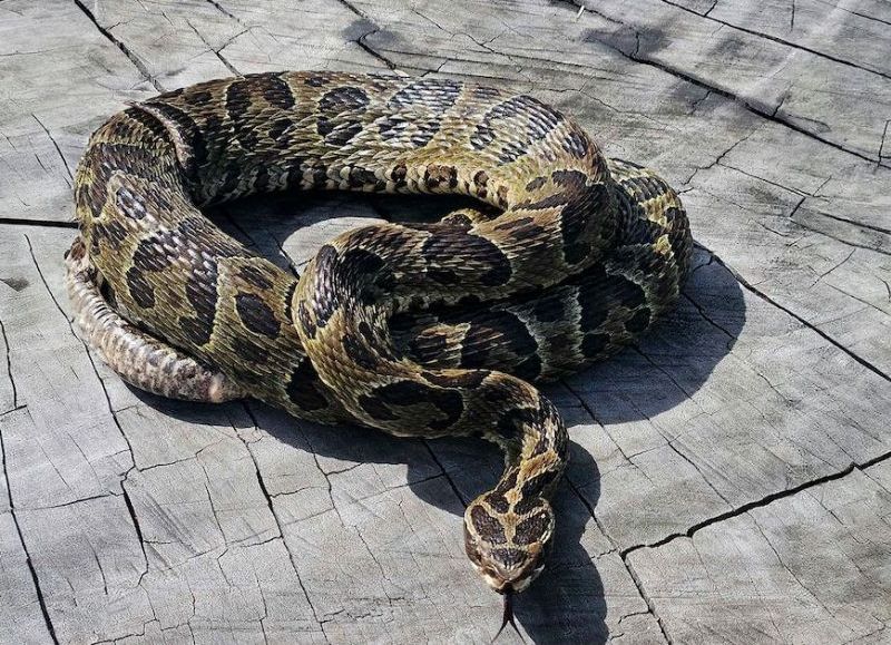 General Arenales: alerta por la aparición de una yarará en Ascensión