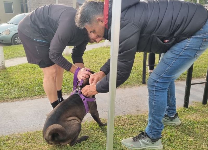 Habrá vacunación antirrábica gratuita para perros y gatos en barrio La Loma