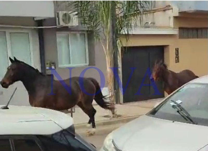 VIDEO | Precaución vecinos: como panchos por su casa, caballos sueltos galopan la ruta 188 cerca de la YPF