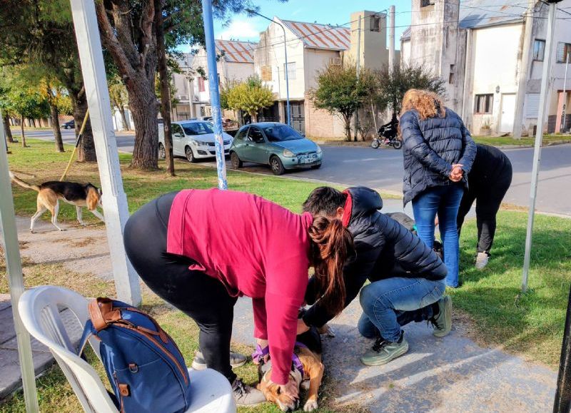 Continúa la campaña gratuita de vacunación antirrábica para perros y gatos