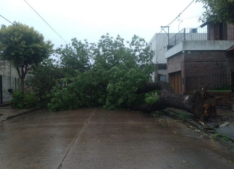 Un árbol caído por el temporal provocó temor en calle Lavalle