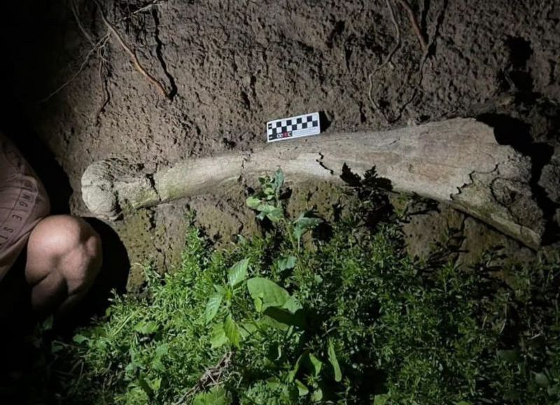 El hallazgo de un mastodonte en Rojas fue publicado en un boletín paleontológico de América Latina