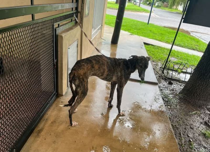 Se desató la indignación por un perro atado y abandonado bajo la tormenta
