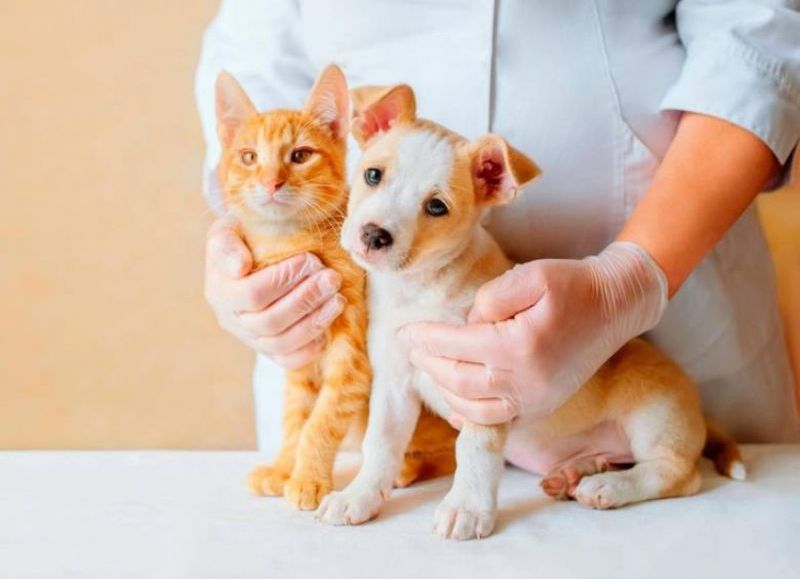 Habrá vacunación antirrábica gratuita en Plaza Moreno para perros y gatos