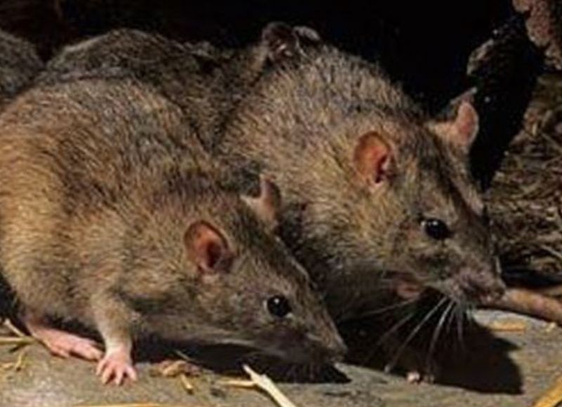 El municipio refuerza la prevención y advierte sobre los riesgos del hantavirus