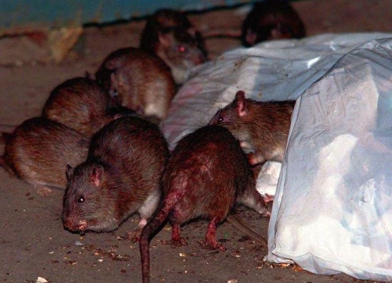 Preocupación en el centro por una inusual presencia de roedores