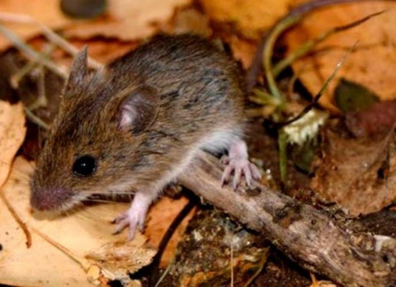 Sigue la invasión de ratones en la zona del molino Mohar y crece el reclamo por riesgo sanitario