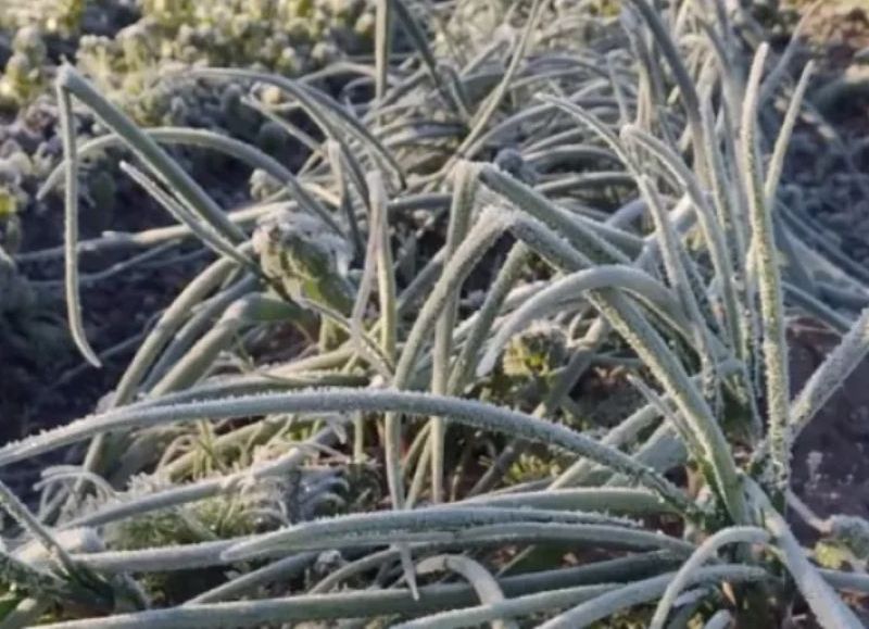 Las heladas hicieron disparar los precios de las frutas y verduras en la región